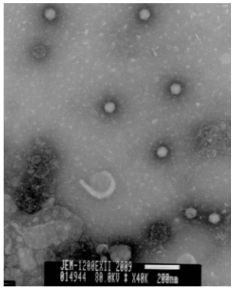 Attenuated vaccine strain of canine adenovirus type 2 and its application