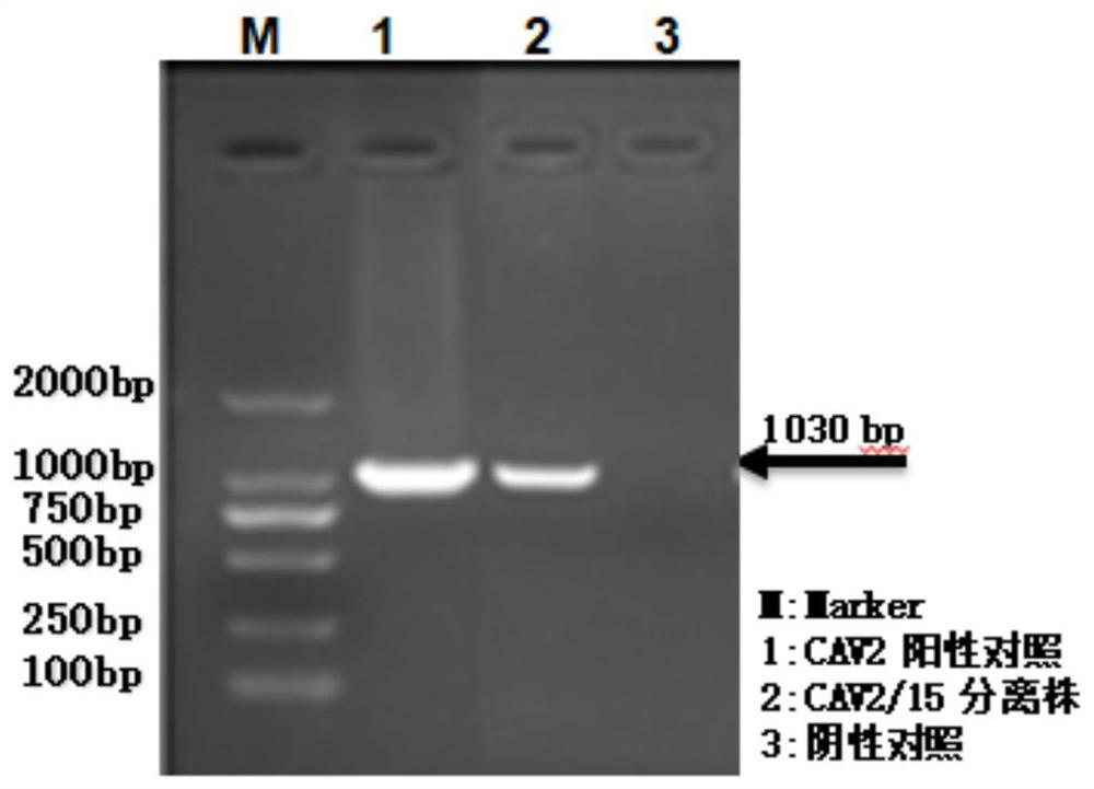 Attenuated vaccine strain of canine adenovirus type 2 and its application