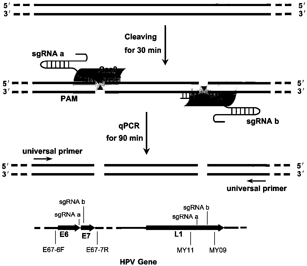 CRISPR (Clustered Regularly Interspaced Short Palindromic Repeats) based PCR (Polymerase Chain Reaction) typing method and application thereof