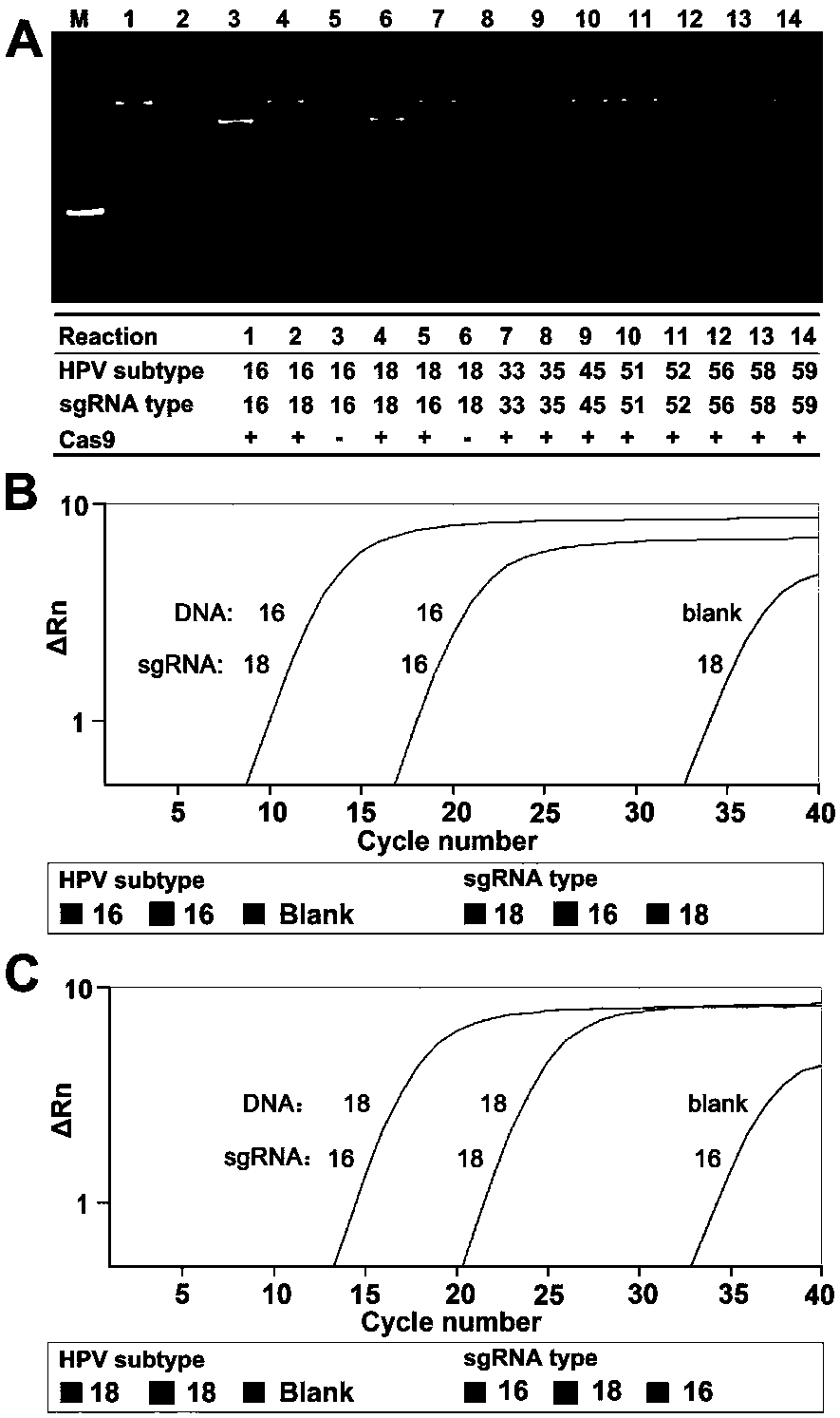 CRISPR (Clustered Regularly Interspaced Short Palindromic Repeats) based PCR (Polymerase Chain Reaction) typing method and application thereof