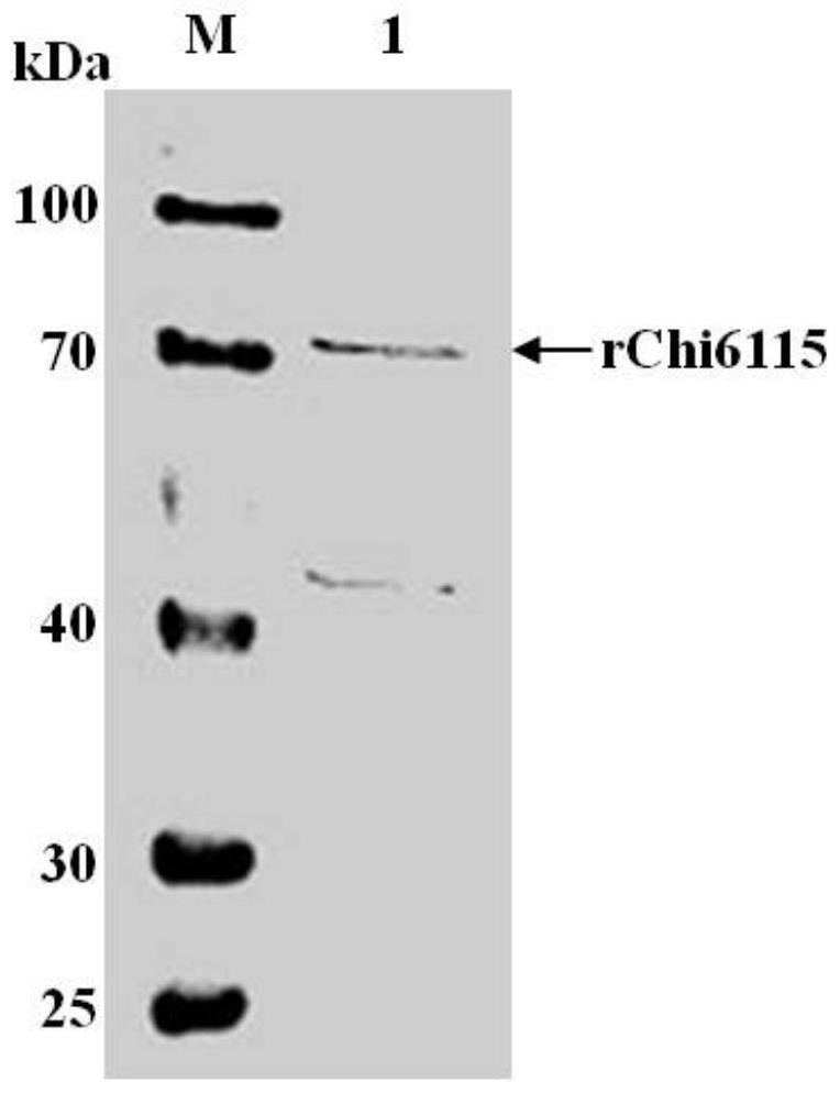 Chitinase Chi6115 as well as coding gene and application thereof