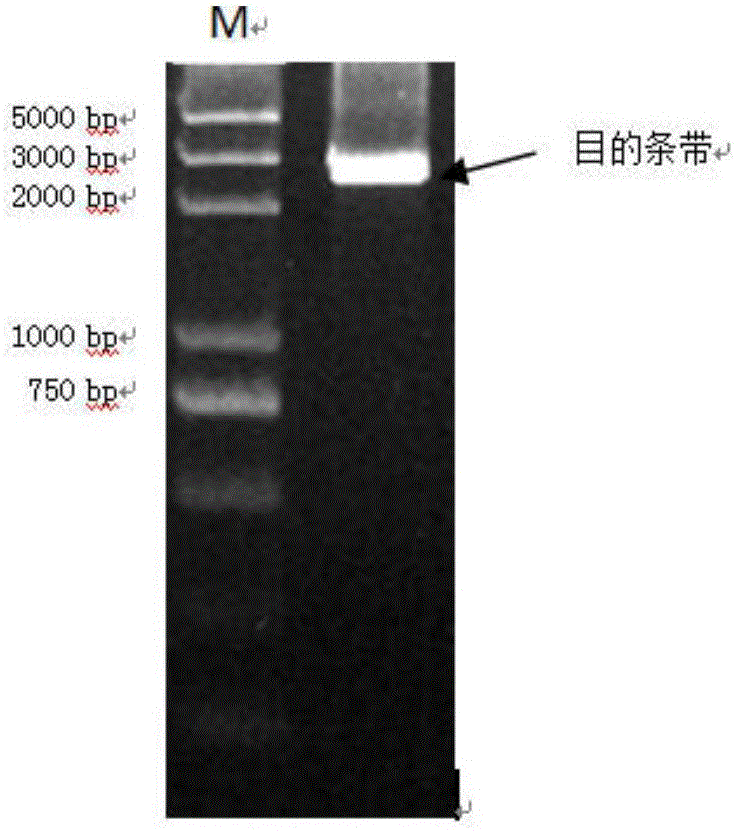 Theanine synthetase gene and method for preparing theanine