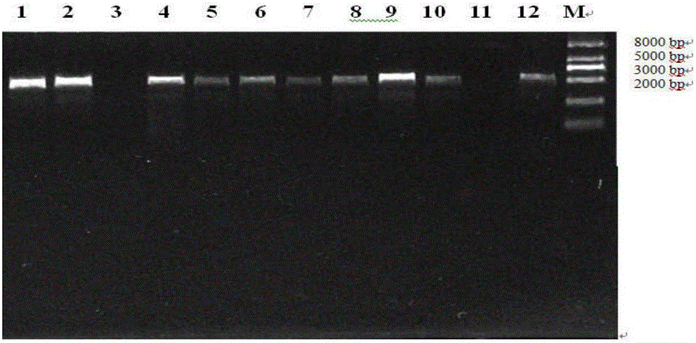 Theanine synthetase gene and method for preparing theanine
