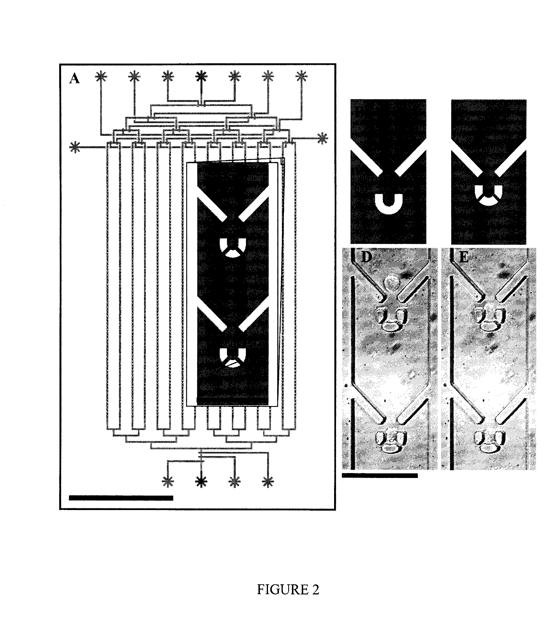 Microfluidic Cell Trap and Assay Apparatus for High-Throughput Analysis