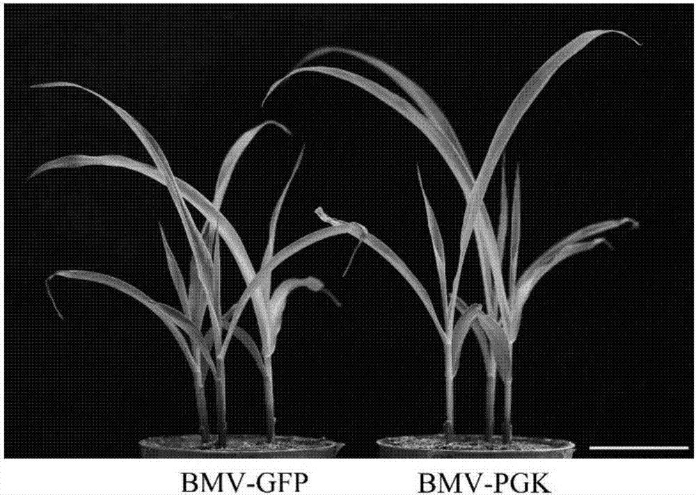 Application of ZmPGK gene to prevention and treatment of maize dwarf mosaic disease