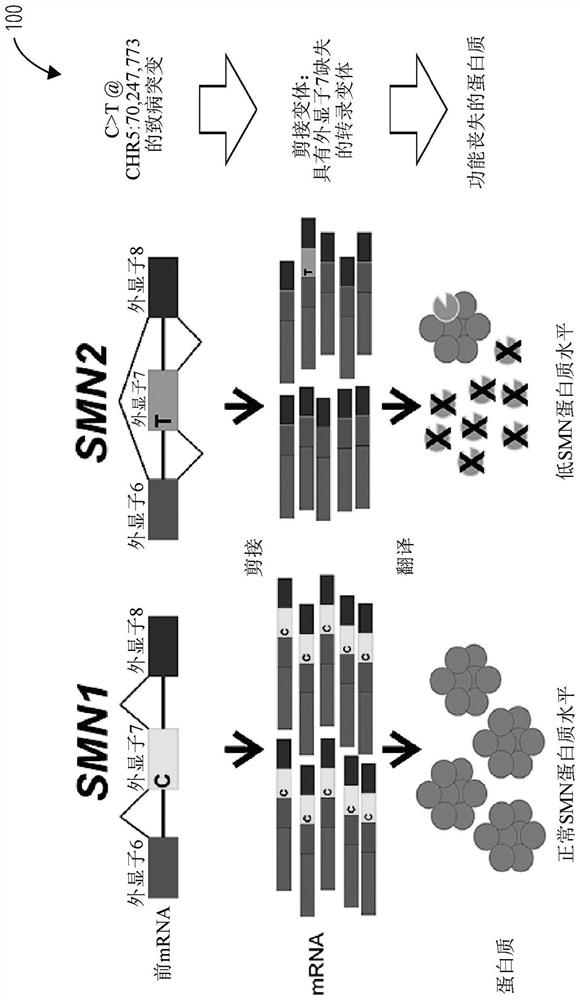 Array based method and kit for determining copy number and genotype in pseudogenes