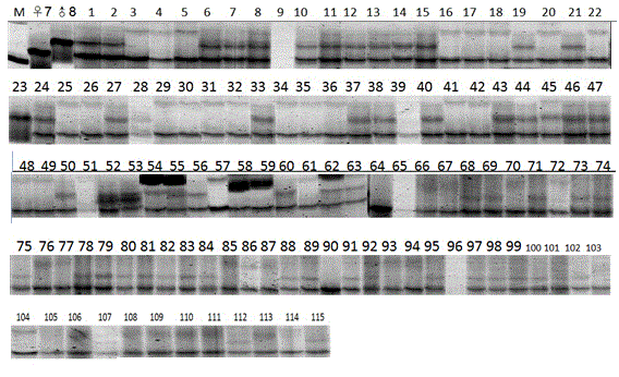 Method for identifying purity of hybrid seed by rapidly extracting eggplant single seed DNA