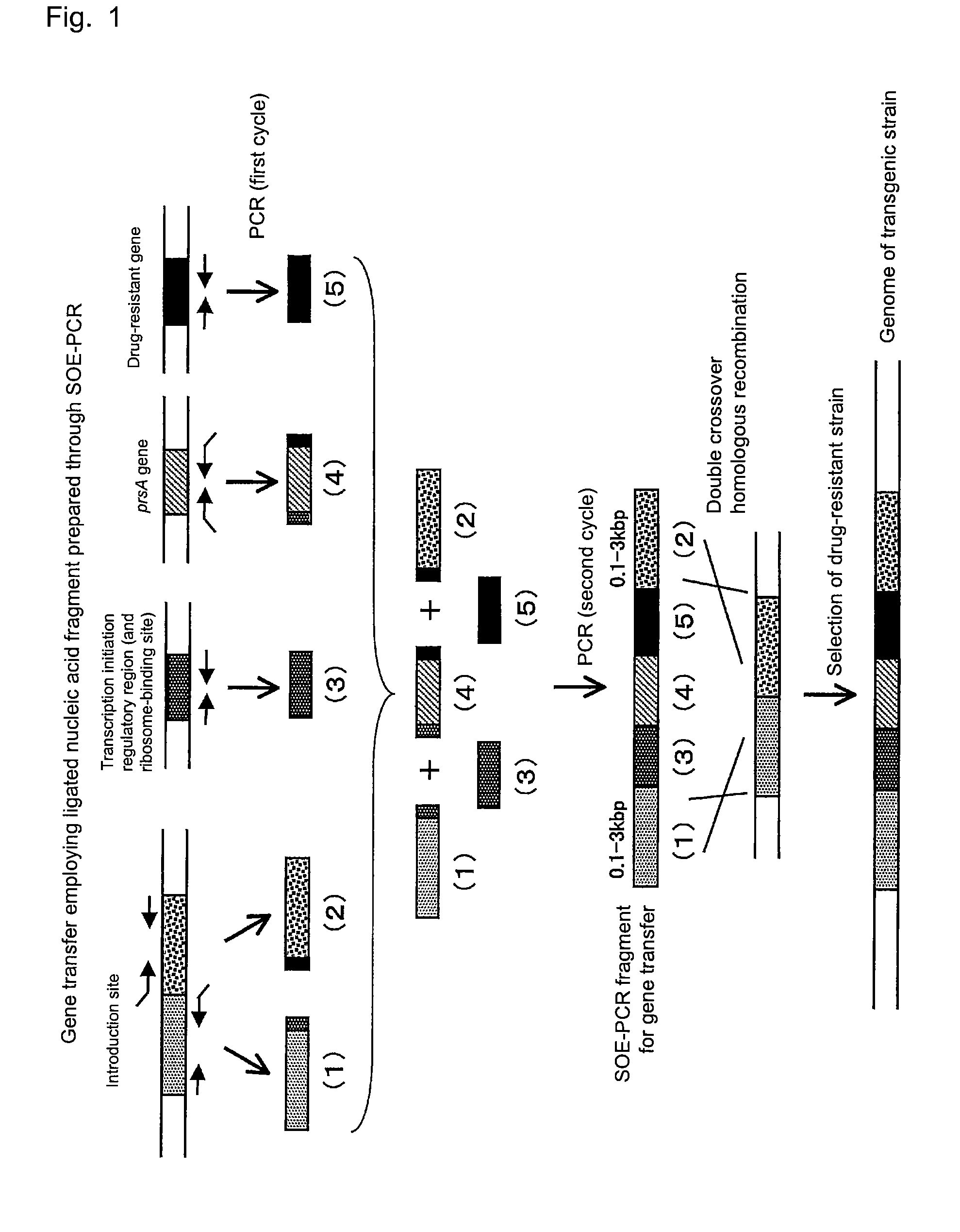 Recombinant microorganism