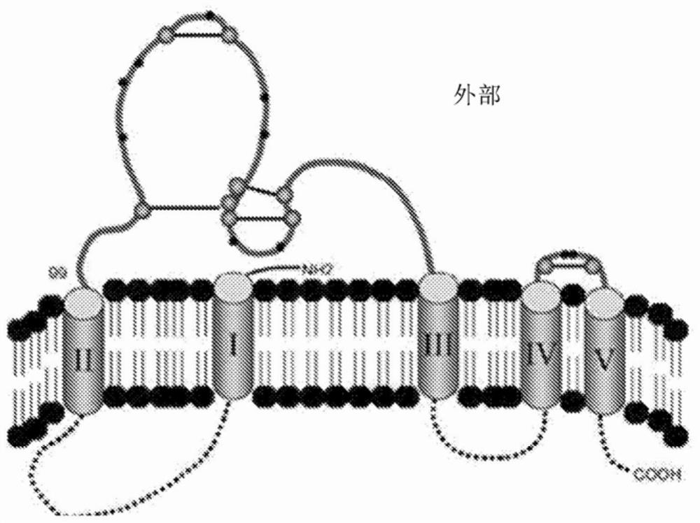 Three-dimensional epitope of hepatitis b surface antigen and antibody binding specifically thereto