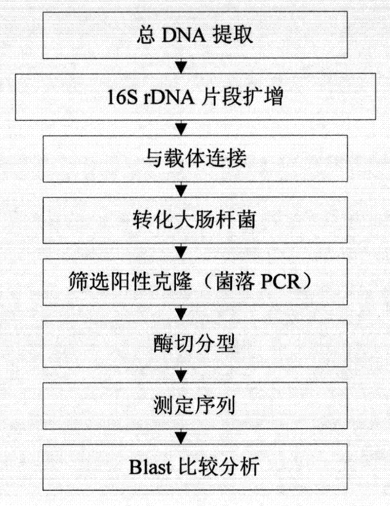 Method for degrading lignocellulose and special cellulose degradation bacteria thereof