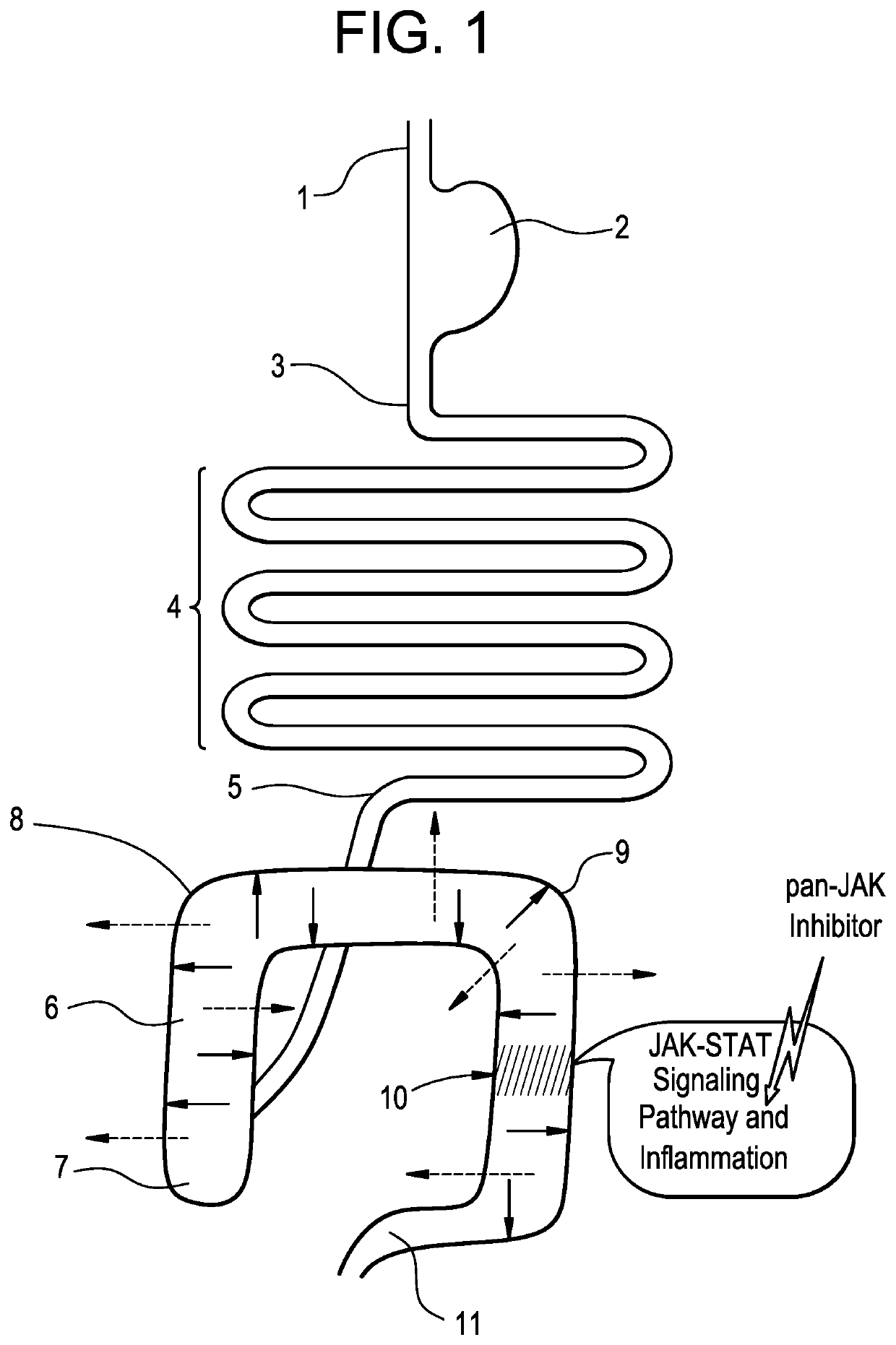 Small Molecule Inhibitors of the JAK Family of Kinases