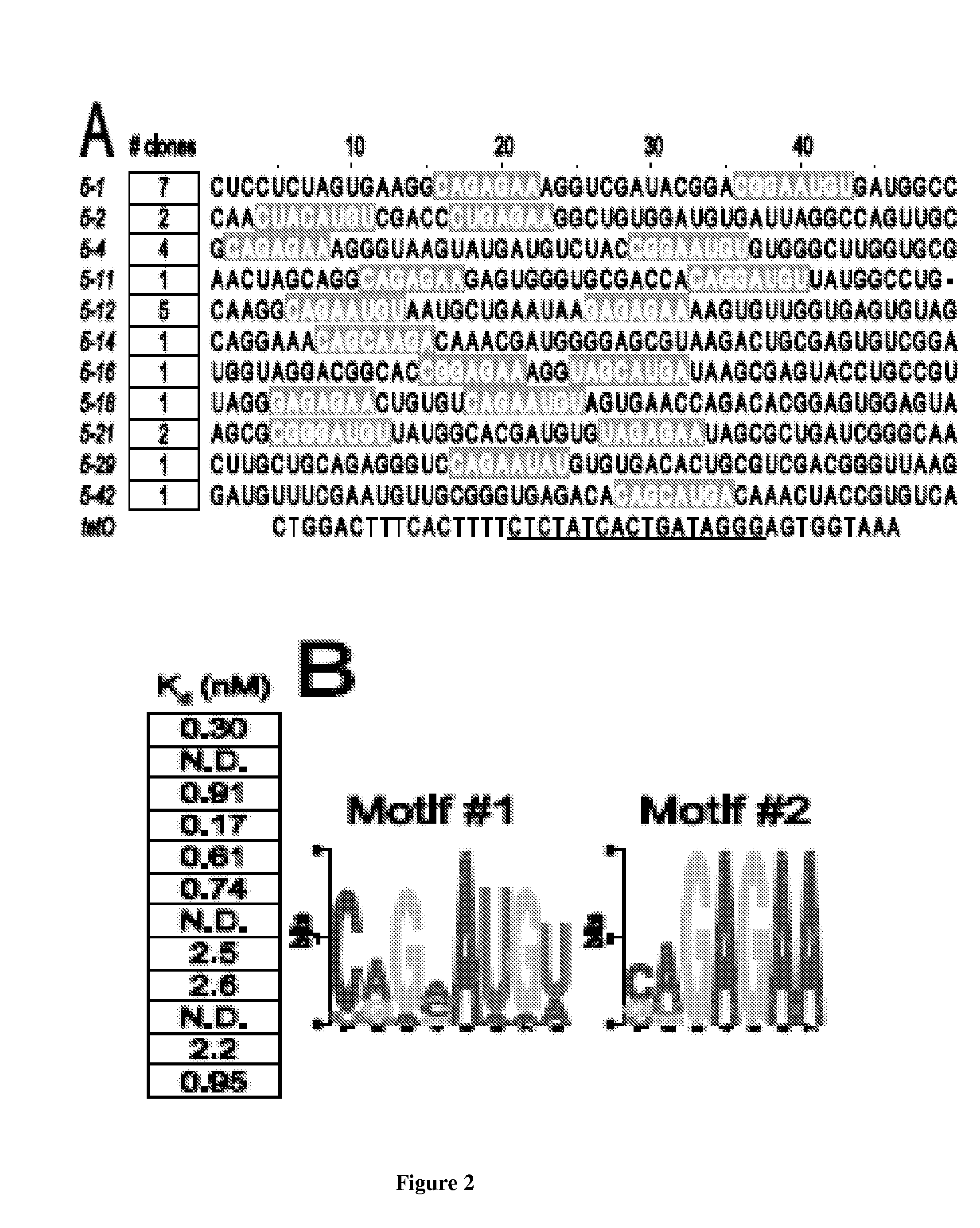 Post-transcriptional regulation of RNA-related processes using encoded protein-binding RNA aptamers