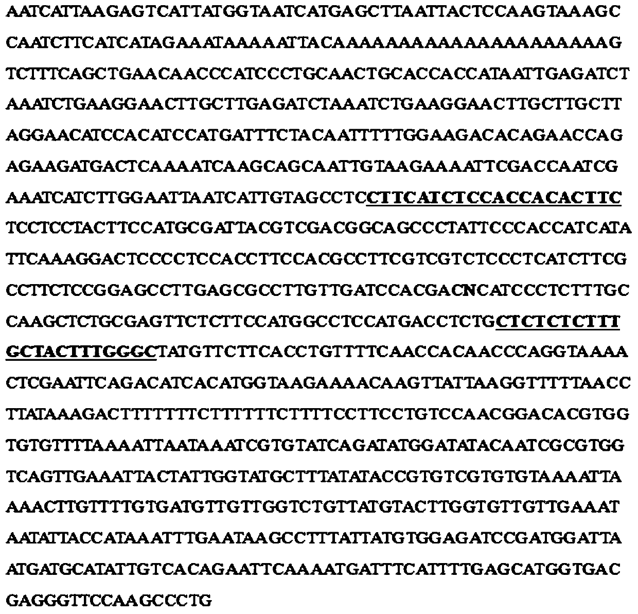 SNP molecular markers linked to tea tree caffeine content of and its application