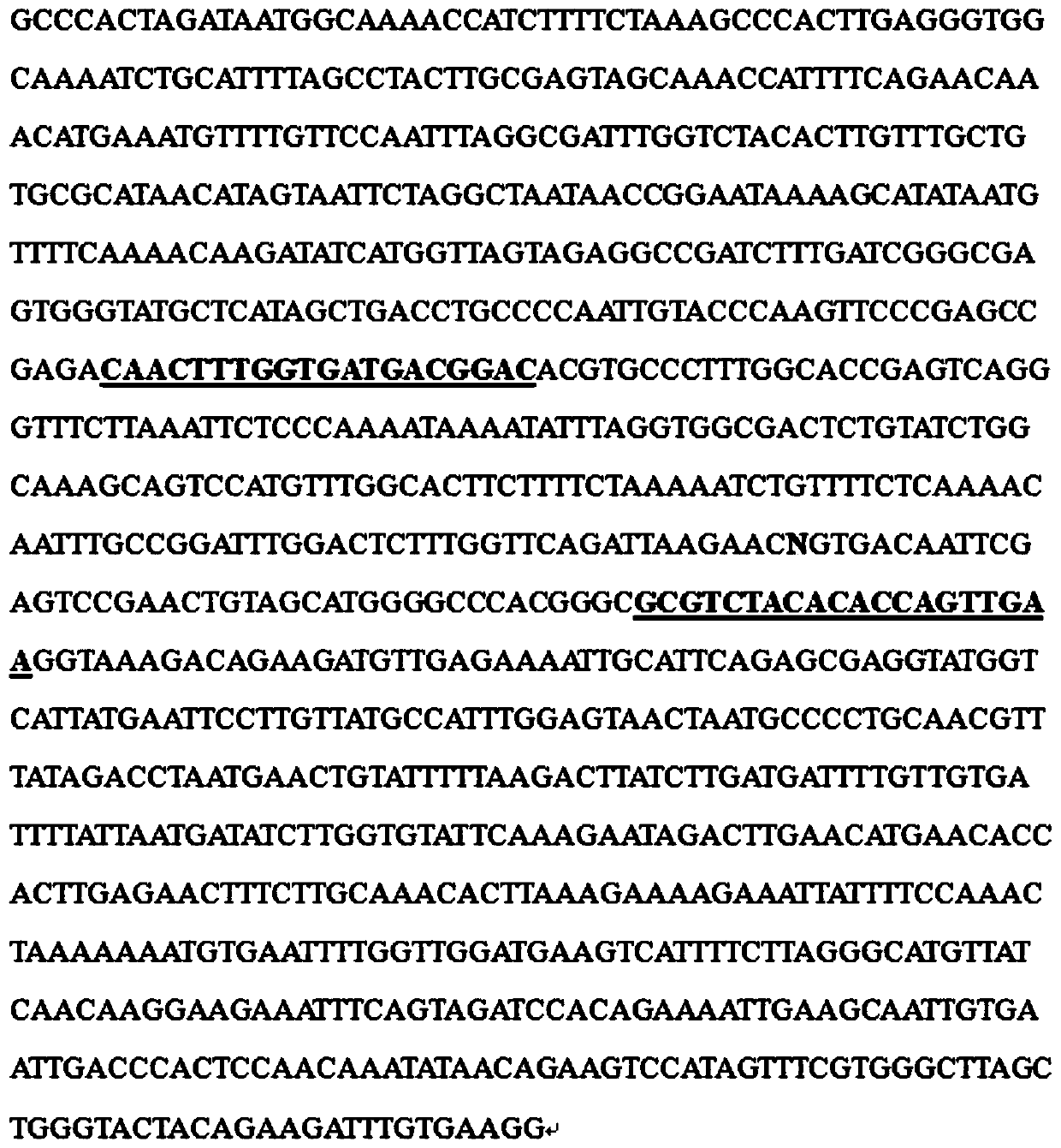 SNP molecular markers linked to tea tree caffeine content of and its application