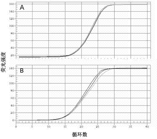 Molecular diagnostic method for nitrogen nutrition of field potato plants and application of method in fertilization