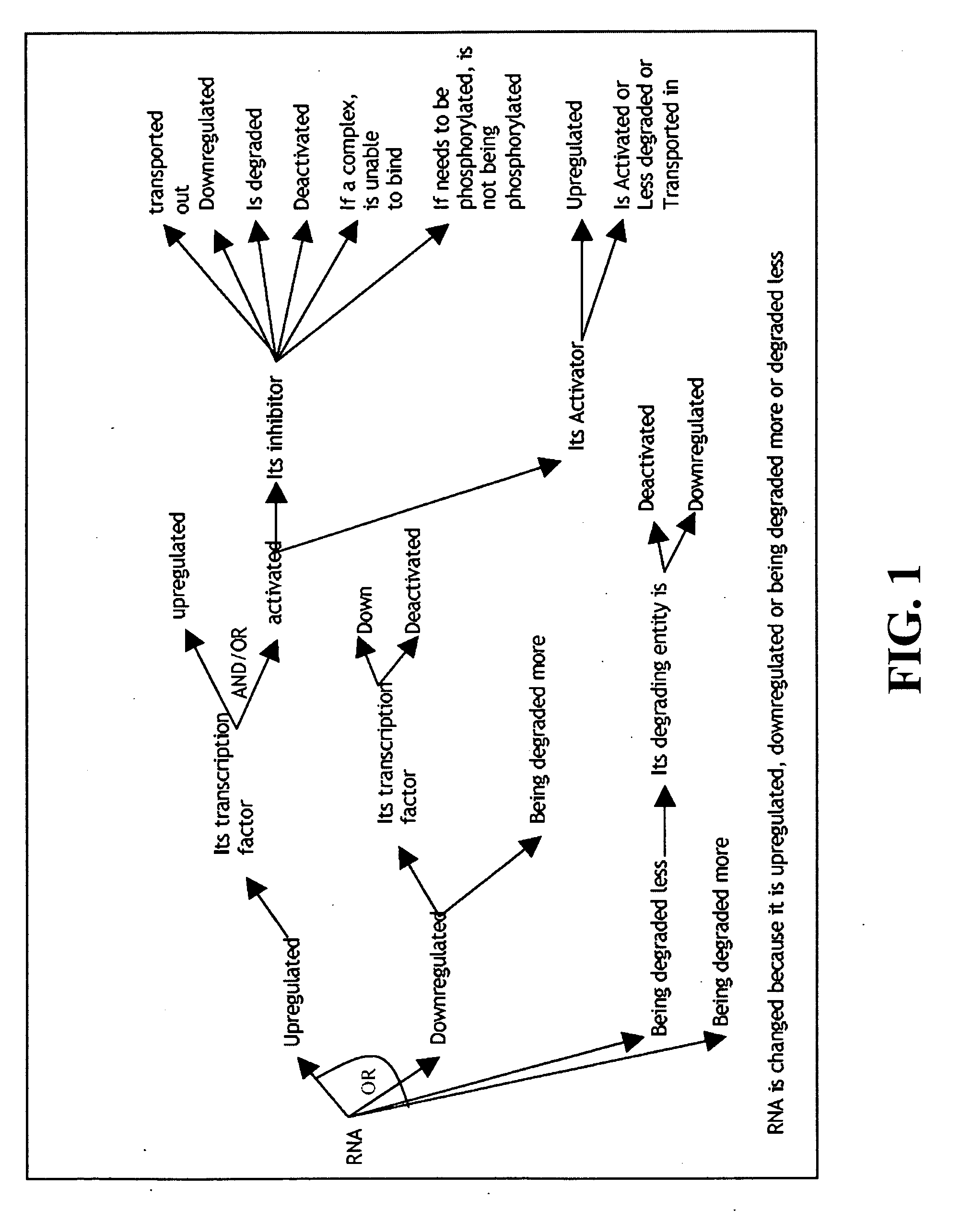 System, method and apparatus for causal implication analysis in biological networks