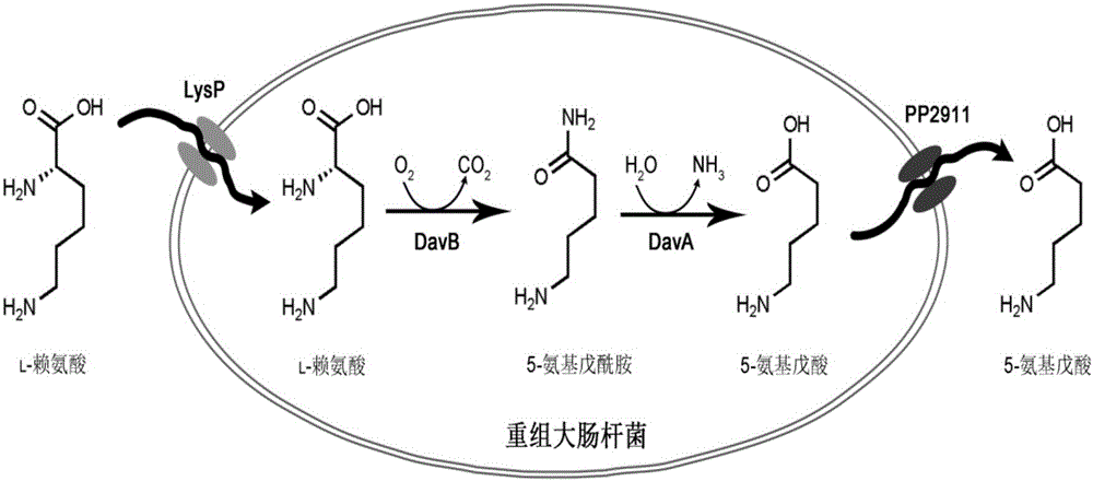Method for accelerating biological production of 5-aminovaleric acid