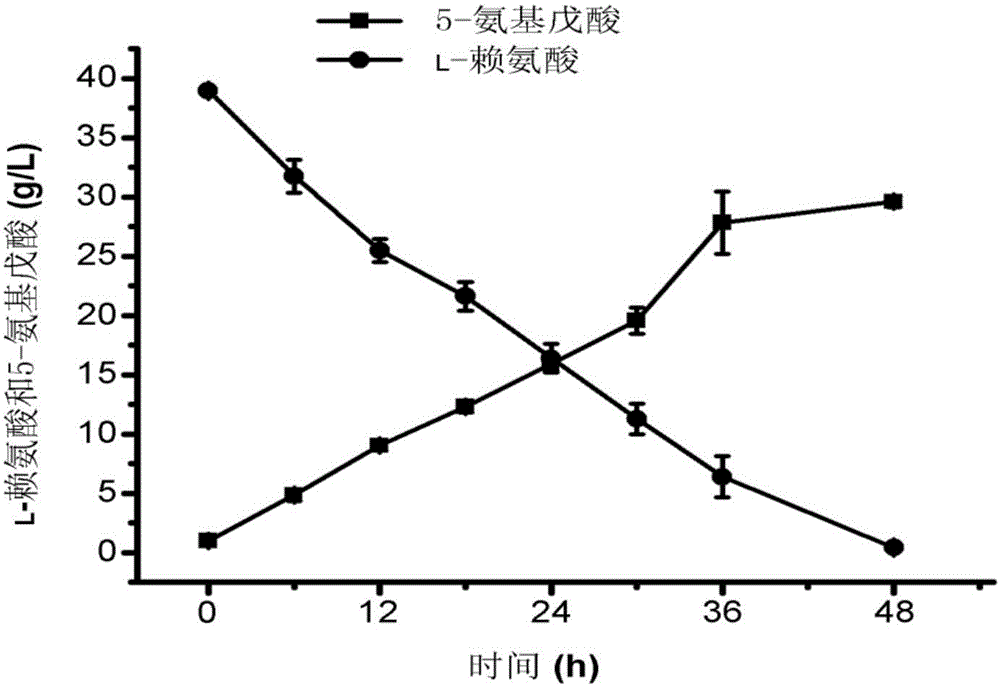 Method for accelerating biological production of 5-aminovaleric acid
