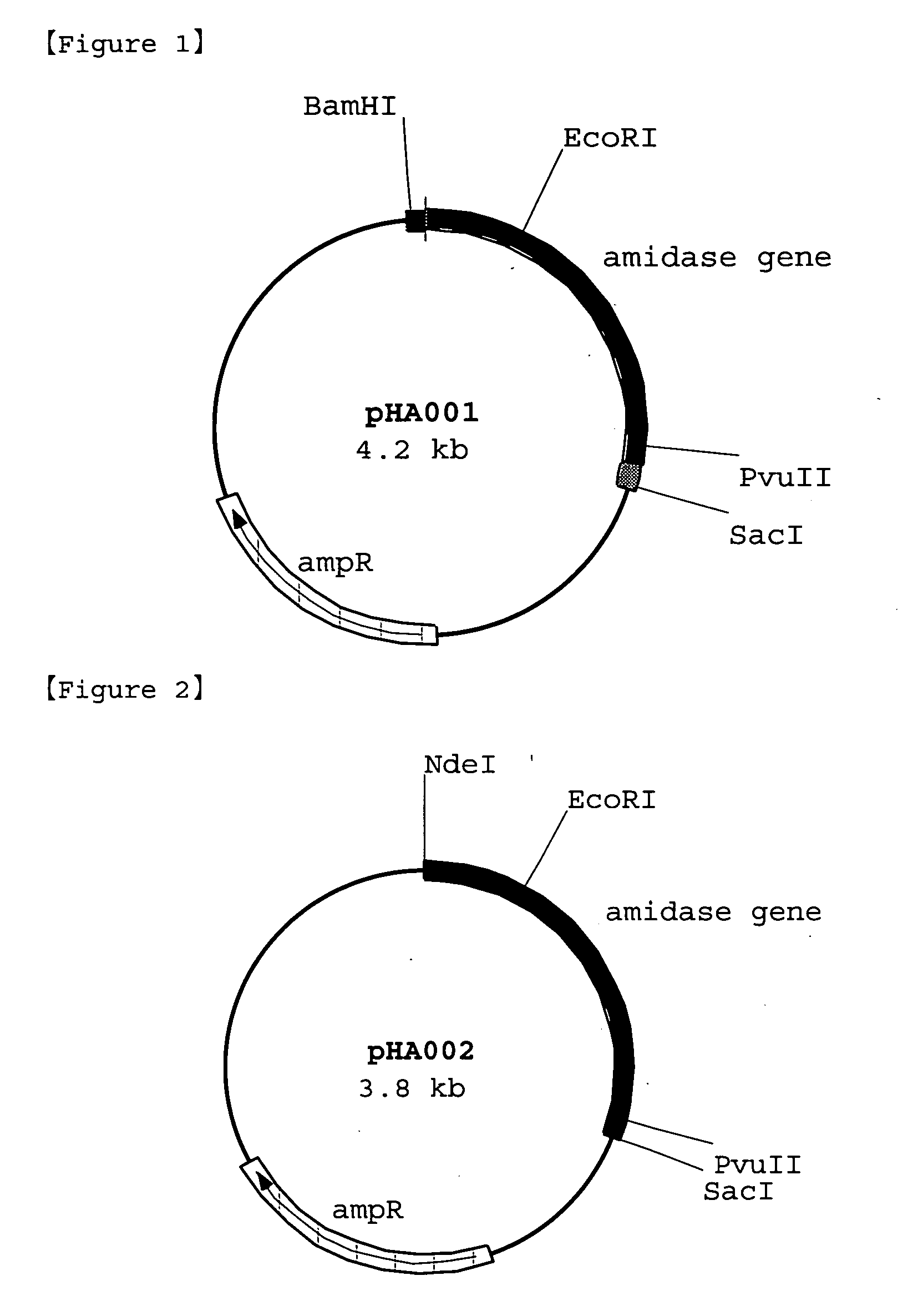 Polypeptide having amidase activity and gene thereof