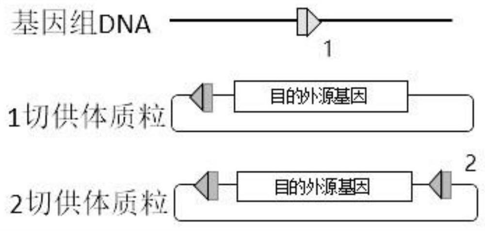 A kind of preparation method of transgenic chicken oviduct bioreactor