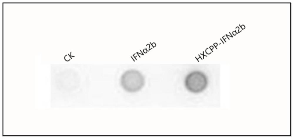 A cell penetrating peptide and bifidobacterium expressing oral interferon