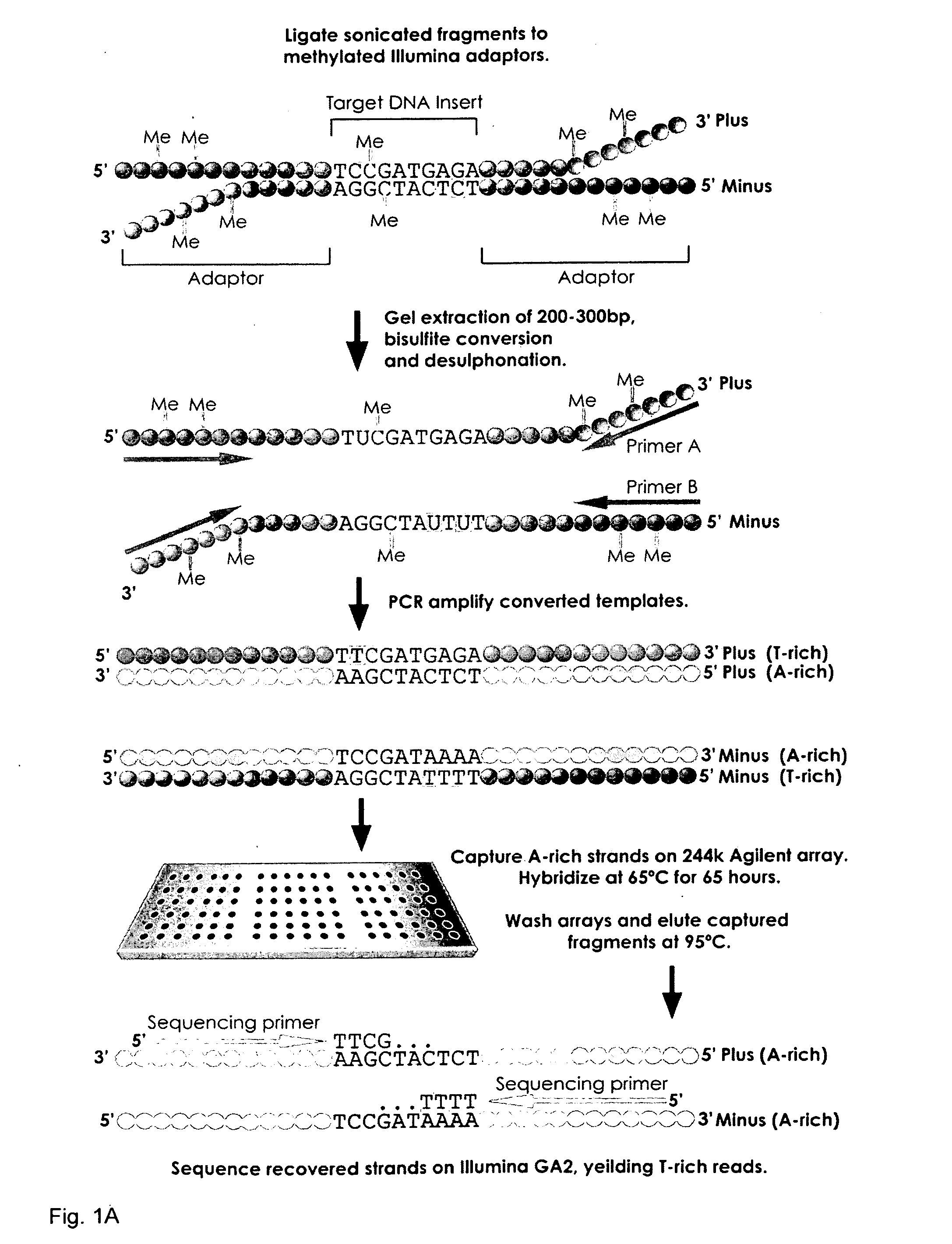Methods and arrays for profiling DNA methylation
