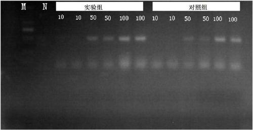 Method and reagent for extraction of viral/bacterial nucleic acid in animal sample