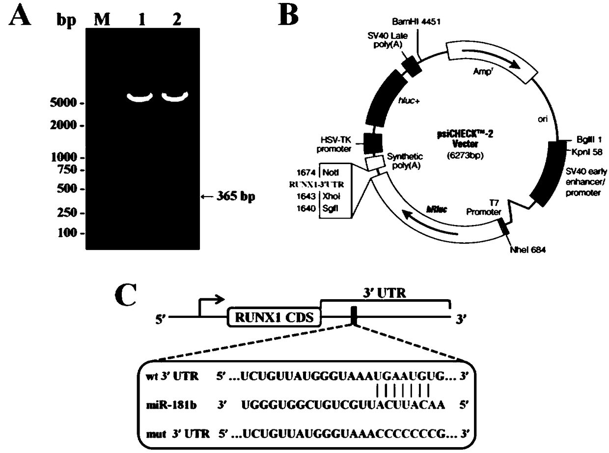 Method for screening miR-181b target gene