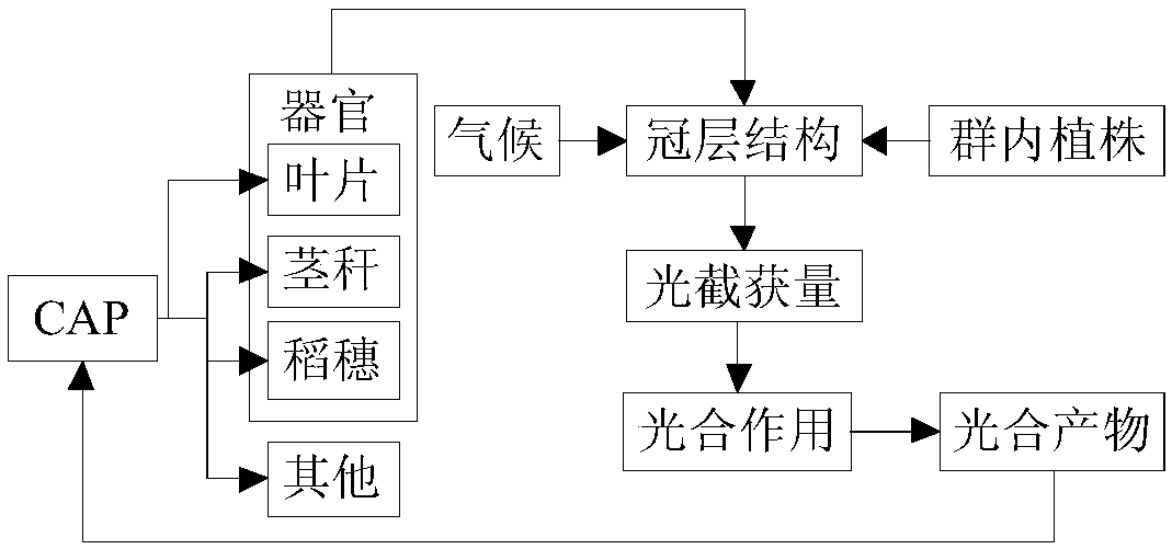 Virtual model-based paddy rice plant distance optimization method