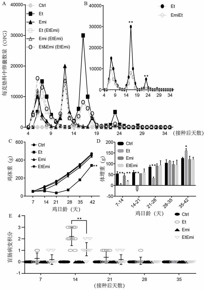 A live coccidiosis vaccine and its application