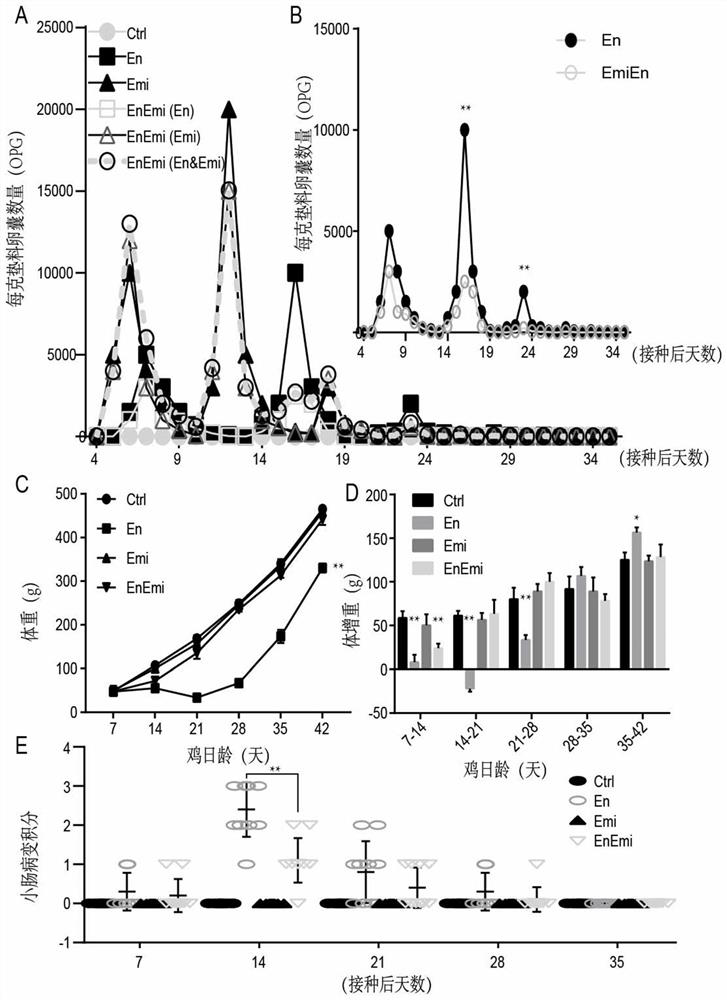 A live coccidiosis vaccine and its application