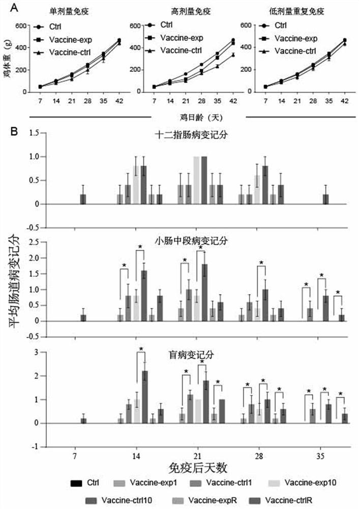 A live coccidiosis vaccine and its application