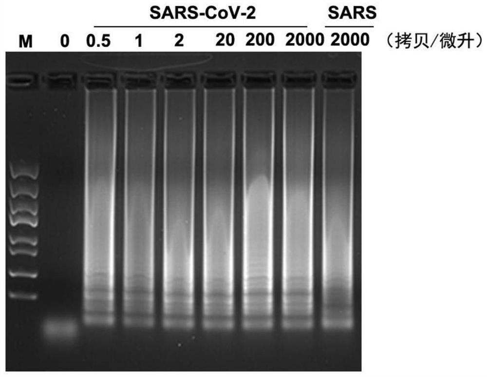 Primer, probe and kit for detecting neocoronavirus SARS-CoV-2