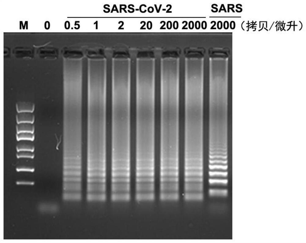 Primer, probe and kit for detecting neocoronavirus SARS-CoV-2