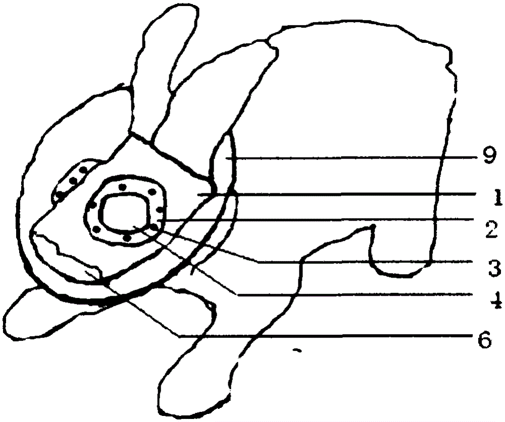 A glasses-wearing system for inducing myopia in rabbits and its application