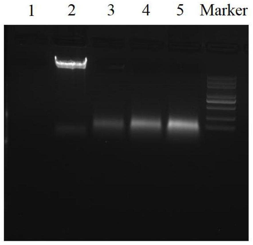 Reagent for digesting nucleic acid pollution, and preparation method and application of reagent