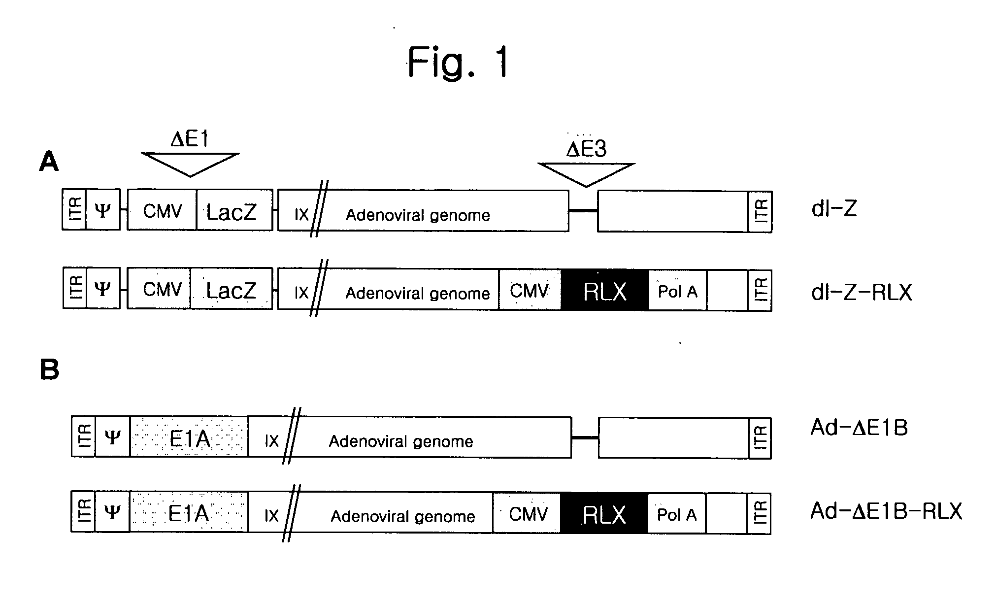 Gene Delivery System Containing Relaxin Gene And Pharmaceutical Composition Using Relaxin