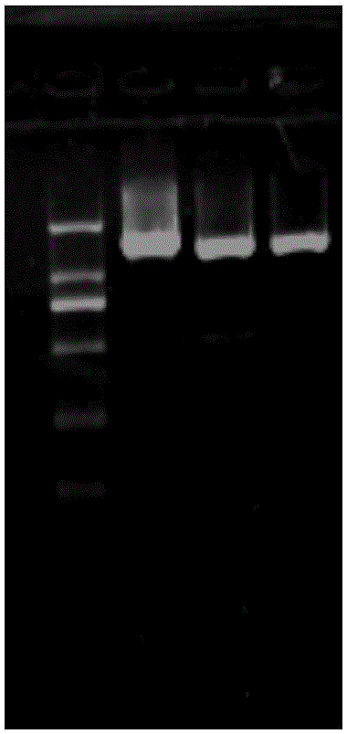 Ochratoxin detoxification protein, encoding gene thereof and application