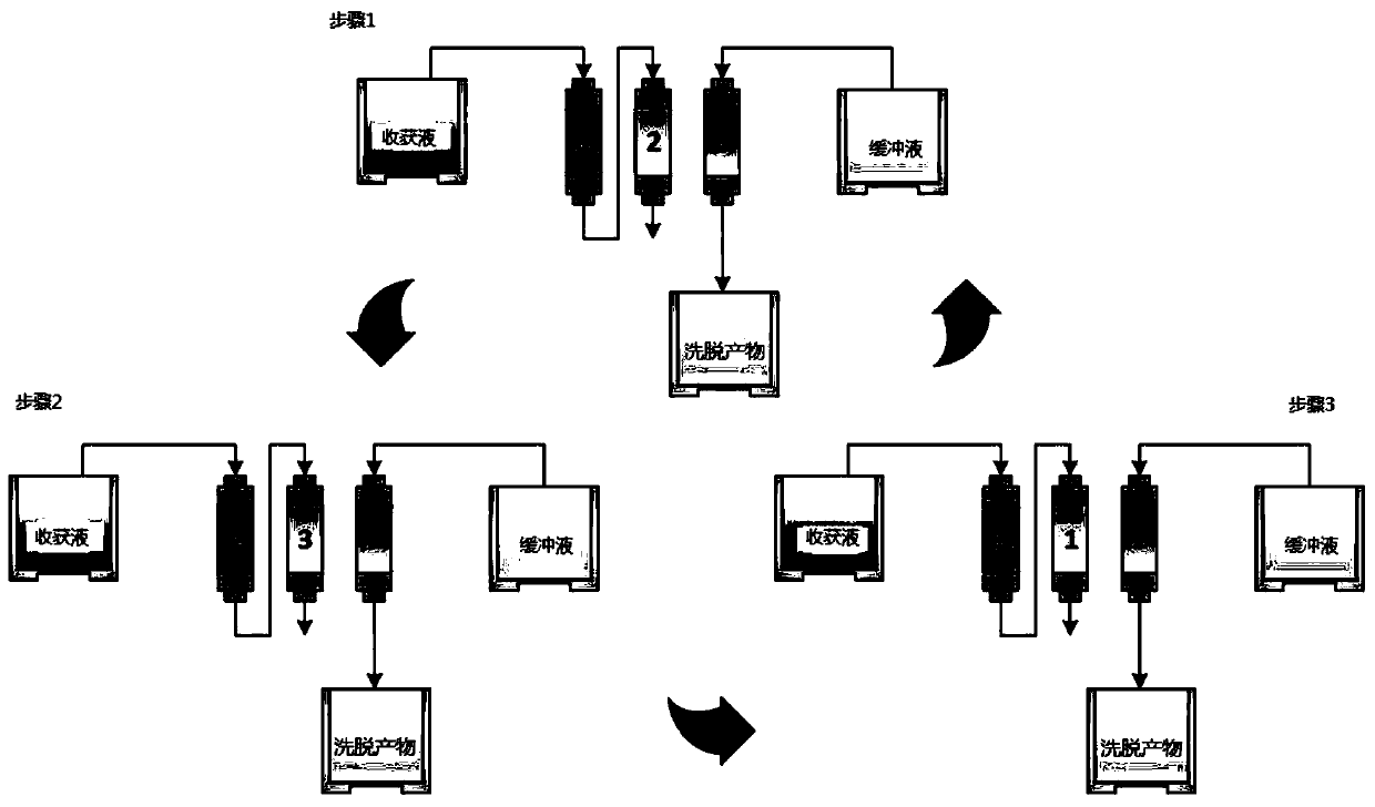 Cell culture process by intensified perfusion with continuous harvest and without cell bleeding