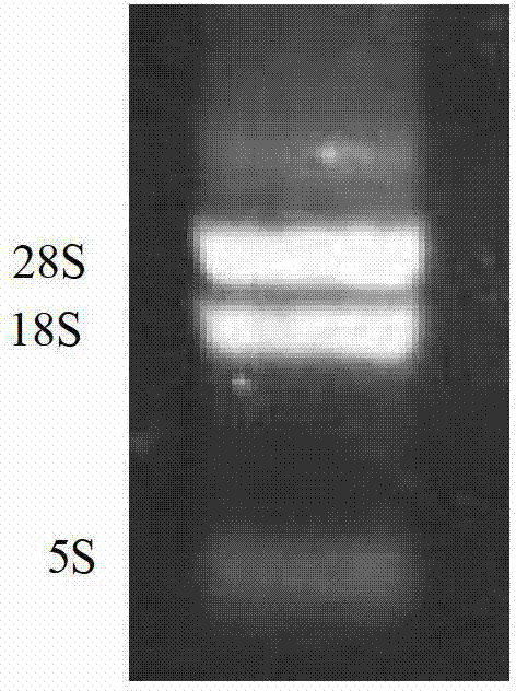 CDNA (Complementary Deoxyribose Nucleic Acid) nucleotide of monascus ruber GAD (Glutamic Acid Decarboxylase) gene and synthetic method thereof and corresponding protein