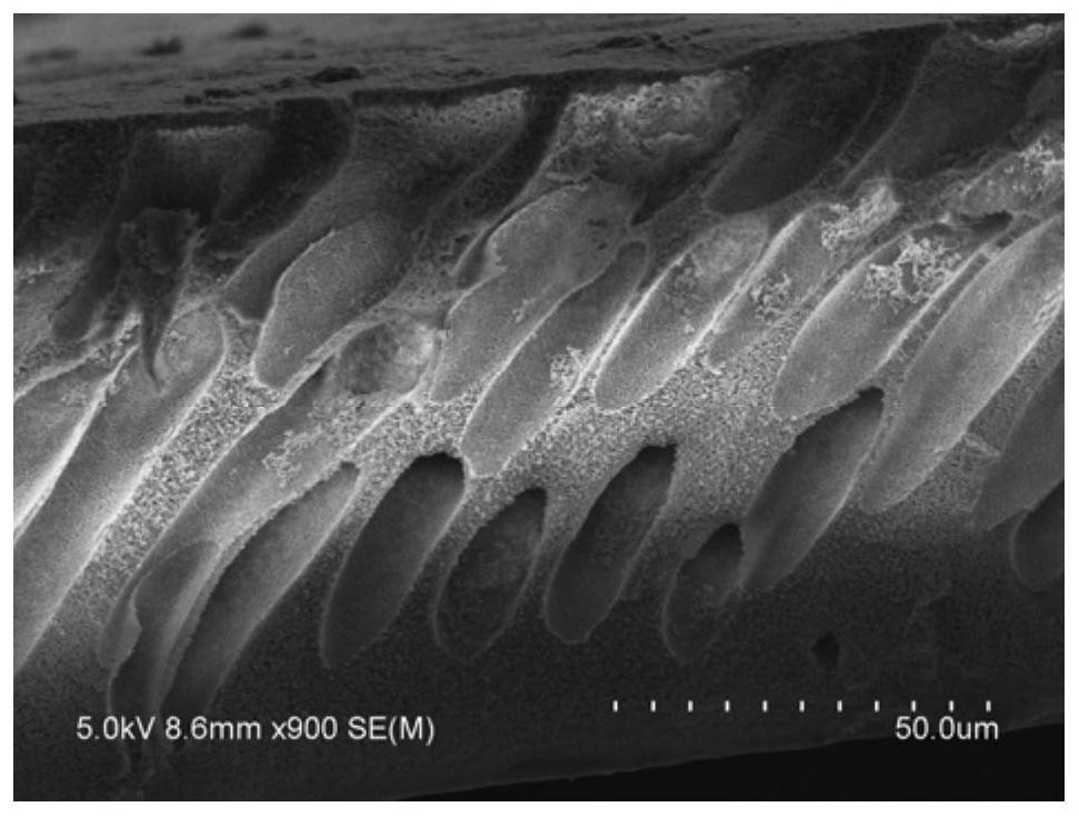 A preparation method of in-situ immobilized laccase ultrafiltration membrane, a treatment method of phenol-containing wastewater