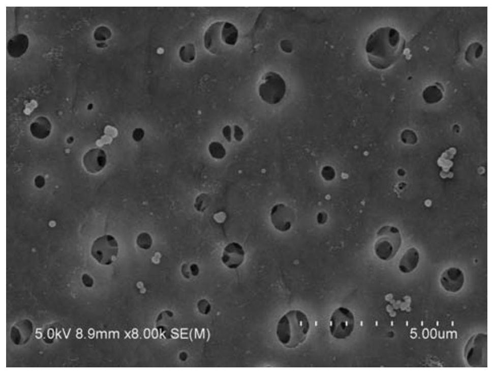 A preparation method of in-situ immobilized laccase ultrafiltration membrane, a treatment method of phenol-containing wastewater