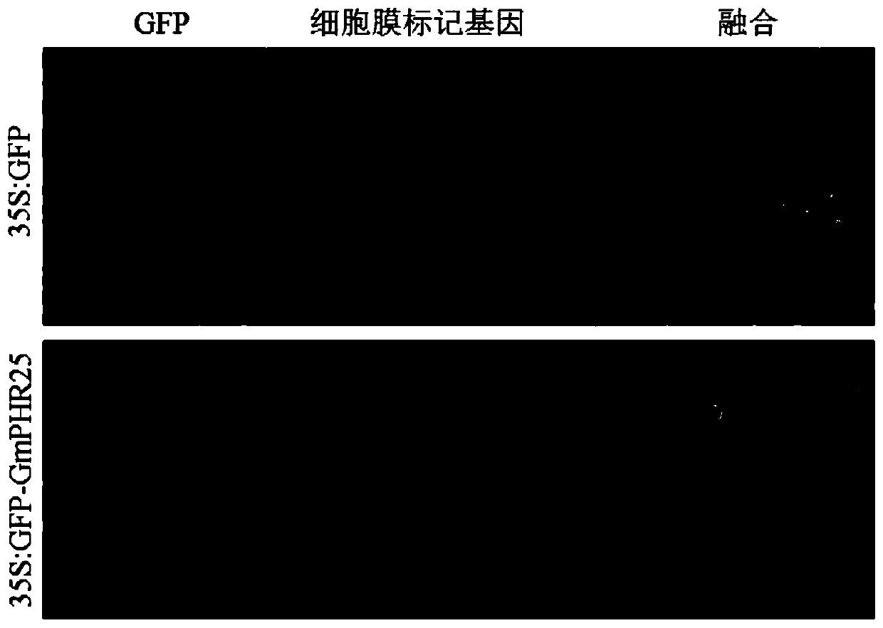 A key gene gmphr25 for tolerance to low phosphorus in plant phosphorus signaling network and its application