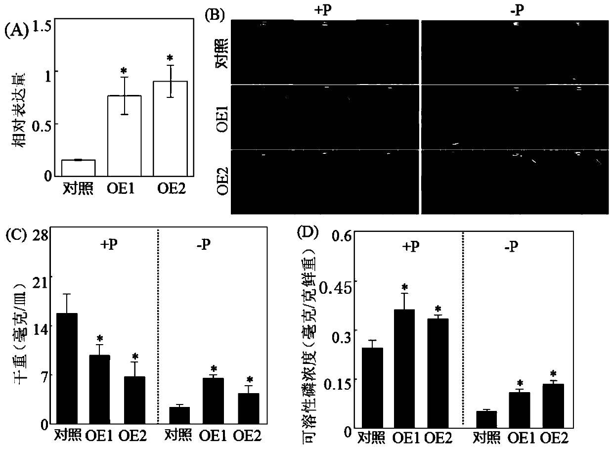 A key gene gmphr25 for tolerance to low phosphorus in plant phosphorus signaling network and its application