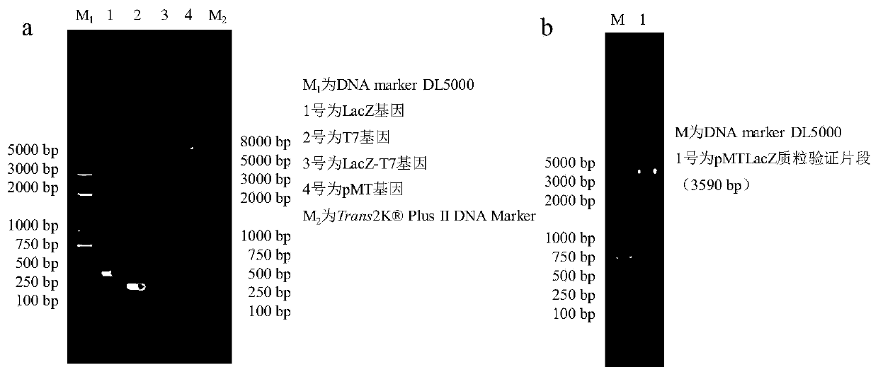 Test strip for detecting extractable tetracycline antibiotics in soil by using biosensor and method thereof