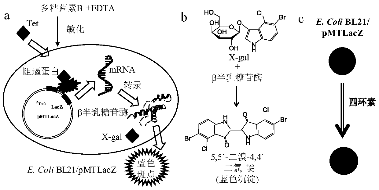 Test strip for detecting extractable tetracycline antibiotics in soil by using biosensor and method thereof