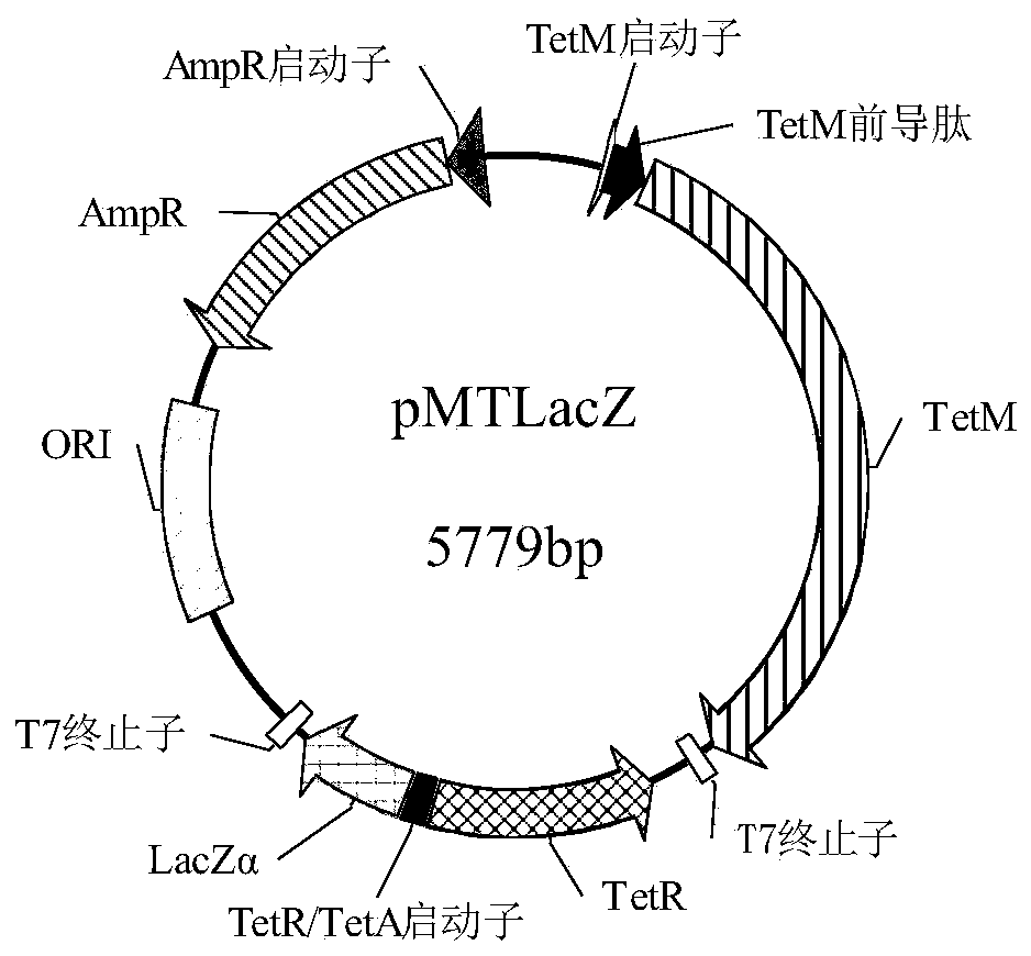 Test strip for detecting extractable tetracycline antibiotics in soil by using biosensor and method thereof