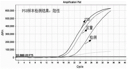 Human b-raf gene v600 mutation detection kit