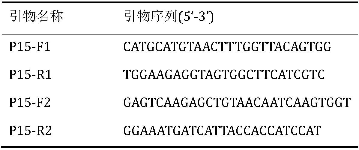 AaTCP15 gene promoter preferentially expressed in glandular trichomes of Artemisia annua L. , and application thereof