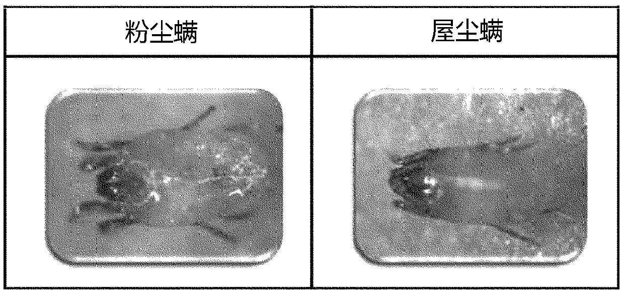 Natural acaricide for mites, identification marker for mites, and method for manufacturing same